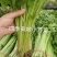 四季速生黄嫩小香芹种子纤维少直立性强清香实心芹菜种子