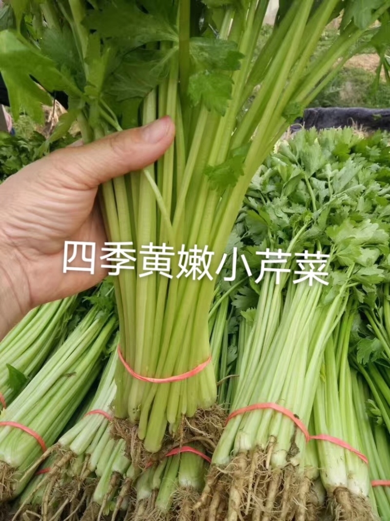 四季速生黄嫩小香芹种子纤维少直立性强清香实心芹菜种子
