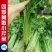 四季速生黄嫩小香芹种子纤维少直立性强清香实心芹菜种子