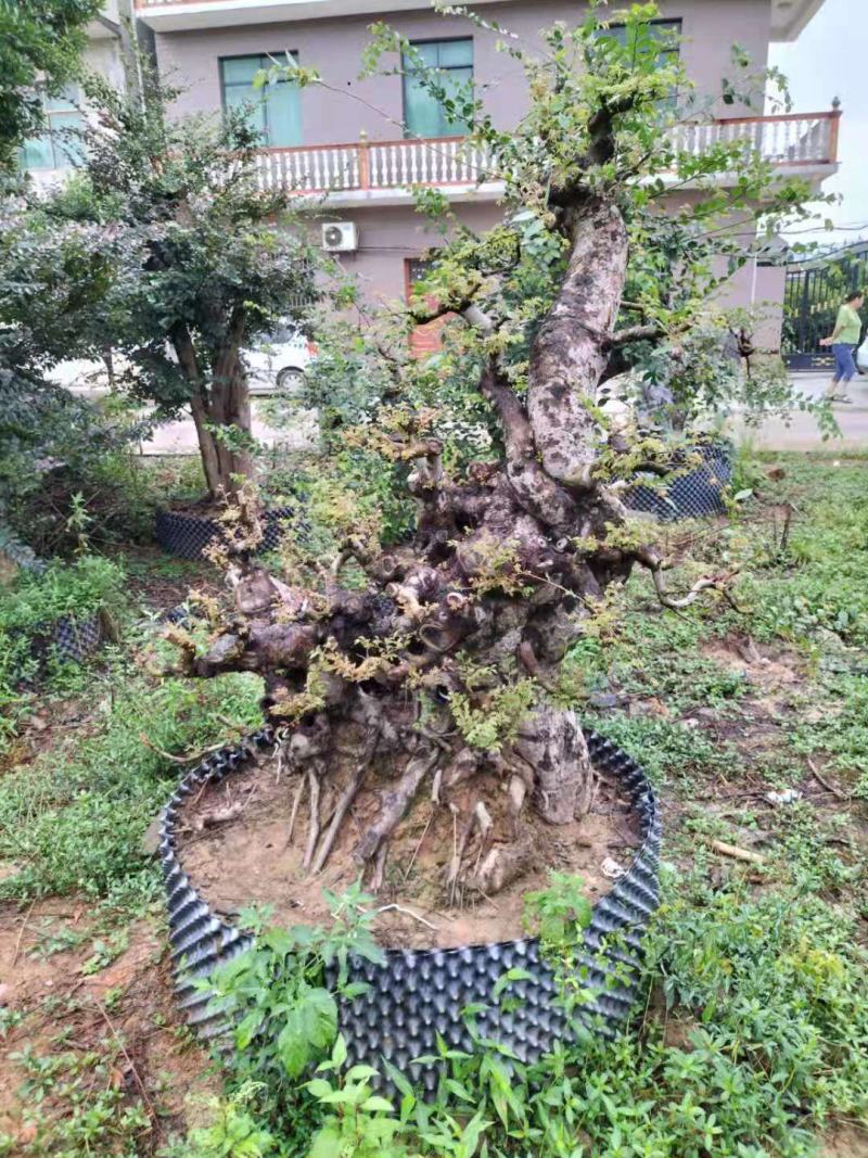 榔榆桩/绿化苗木/乔灌木/榆树/绿化林木