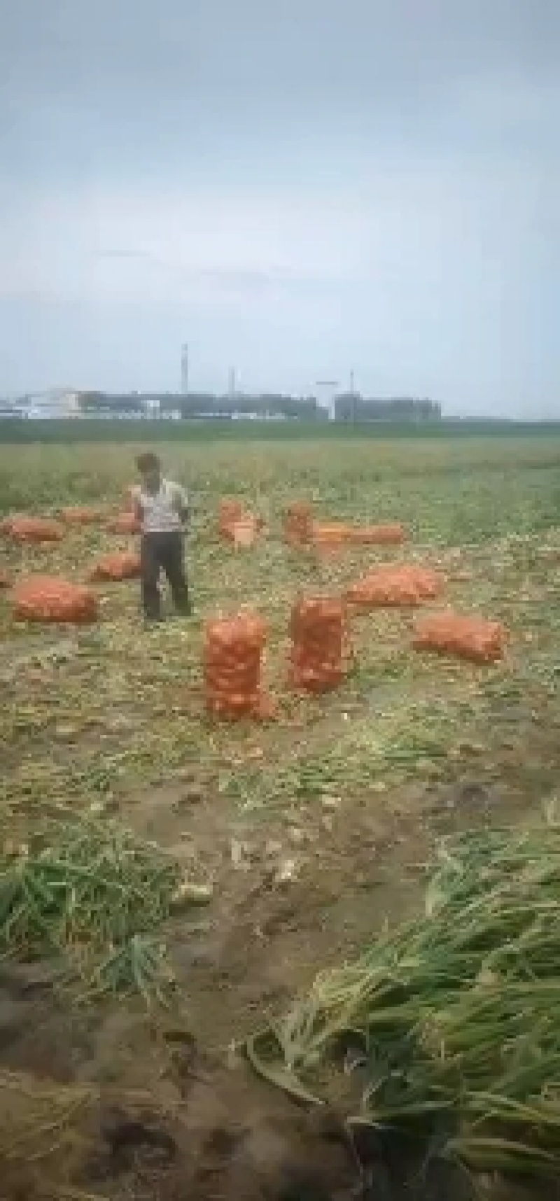 内蒙洋葱开鲁县洋葱。85以上干净猛个多