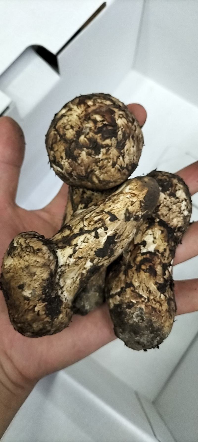 香格里拉松茸云南野生松茸新鲜松茸礼盒顺丰生鲜直达