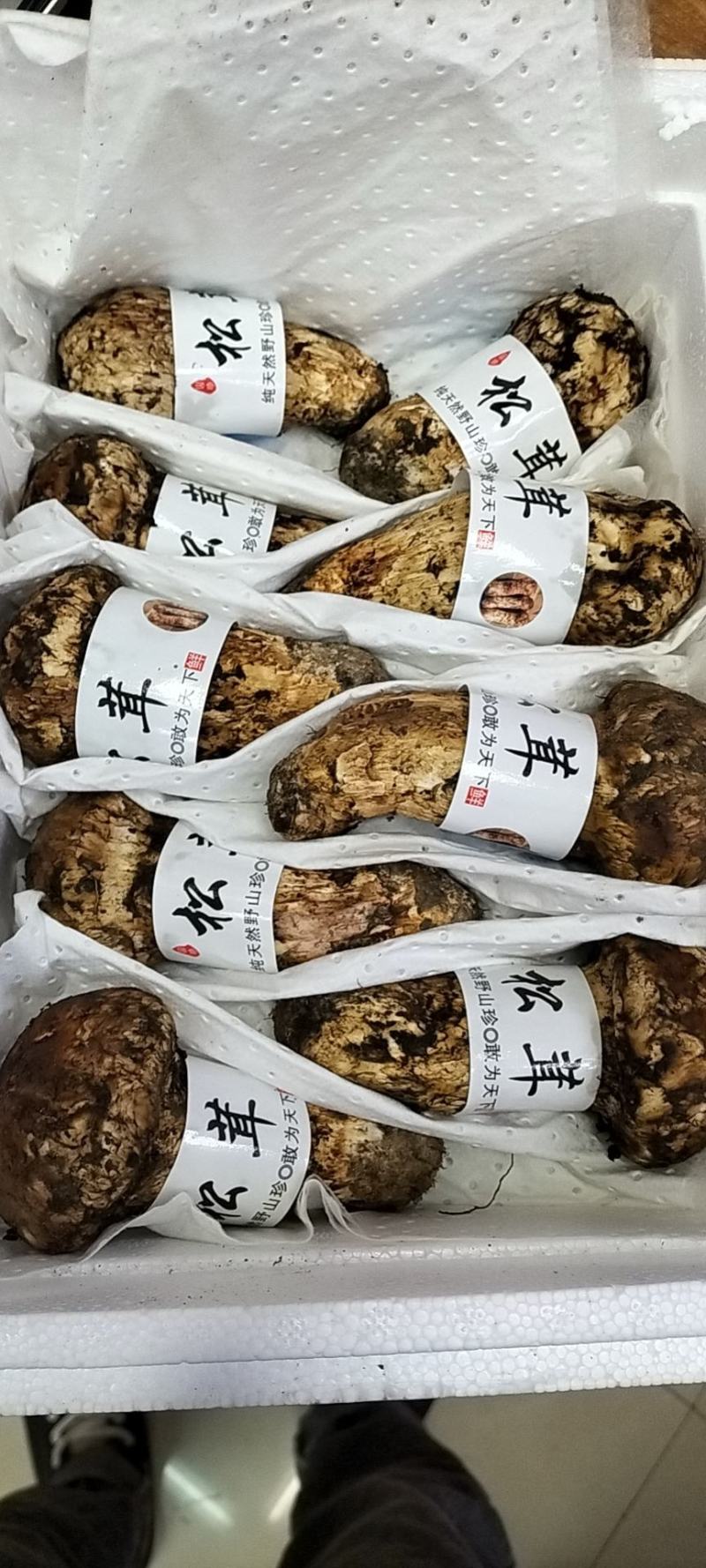 香格里拉松茸云南野生松茸新鲜松茸礼盒顺丰生鲜直达