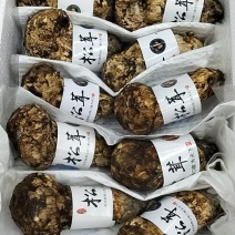 香格里拉松茸云南野生松茸新鲜松茸礼盒顺丰生鲜直达