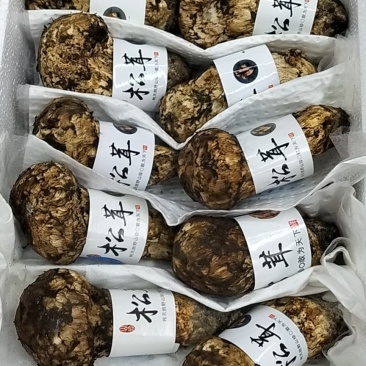 香格里拉松茸云南野生松茸新鲜松茸礼盒顺丰生鲜直达