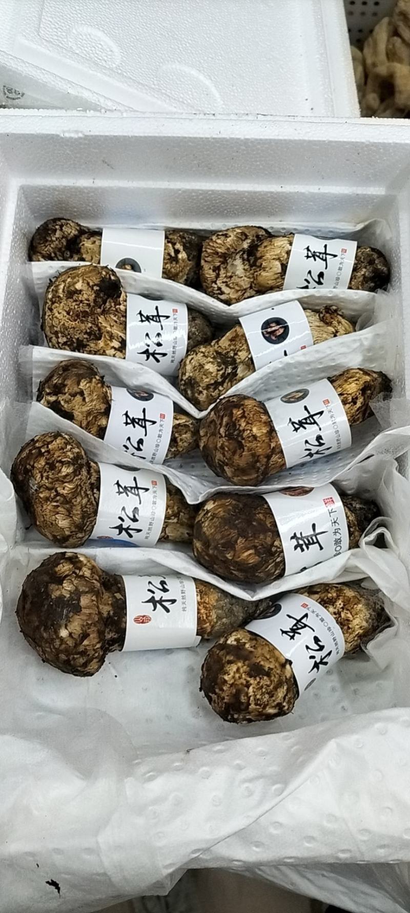 香格里拉松茸云南野生松茸新鲜松茸礼盒顺丰生鲜直达