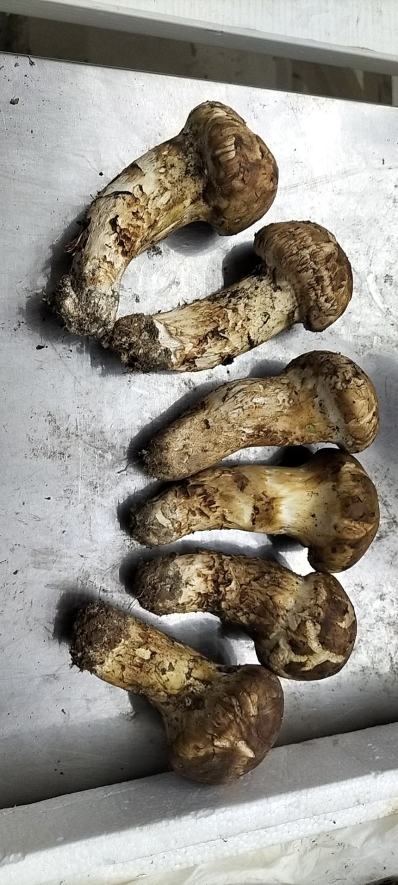 香格里拉松茸云南野生松茸新鲜松茸礼盒顺丰生鲜直达