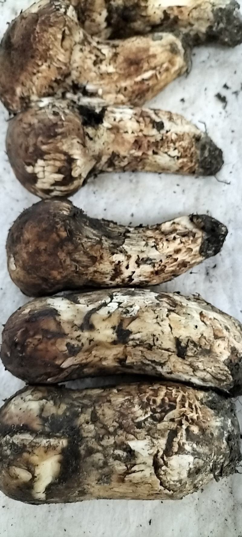 香格里拉松茸云南野生松茸新鲜松茸礼盒顺丰生鲜直达