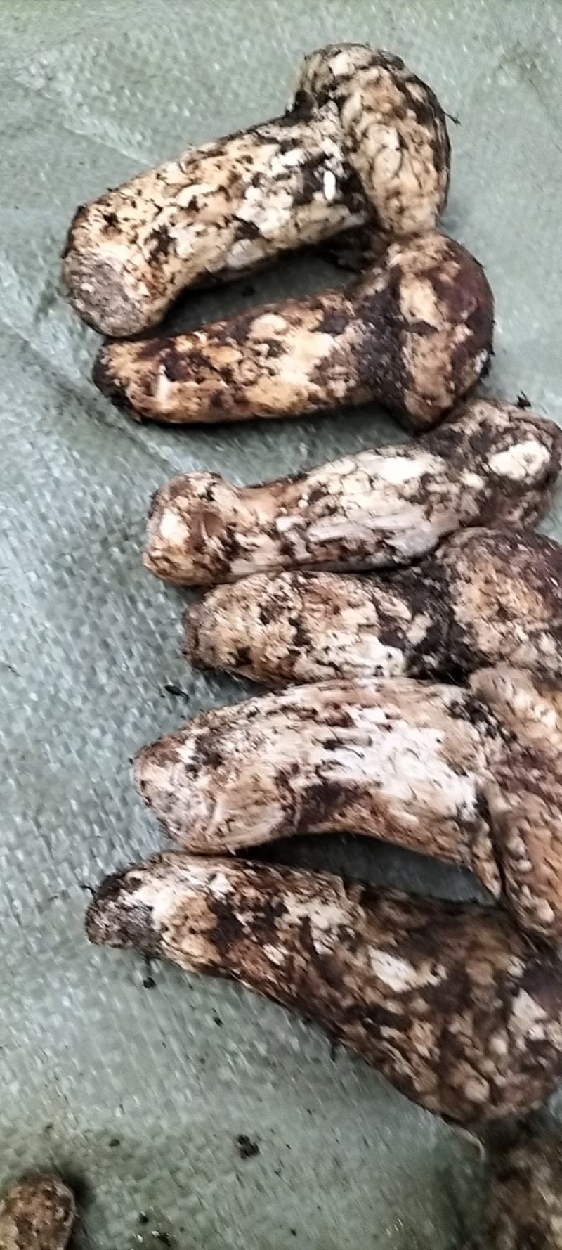 香格里拉松茸云南野生松茸新鲜松茸礼盒顺丰生鲜直达