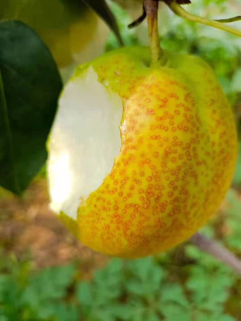 大量供应新梨七号