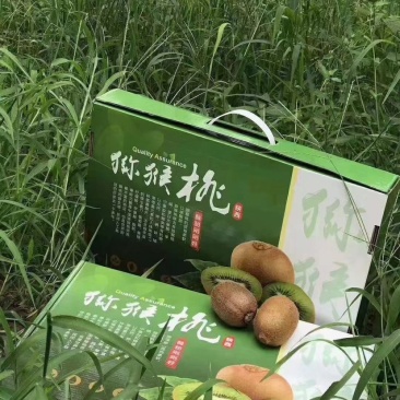 太白山脚下泉水灌溉猕猴桃奇异果