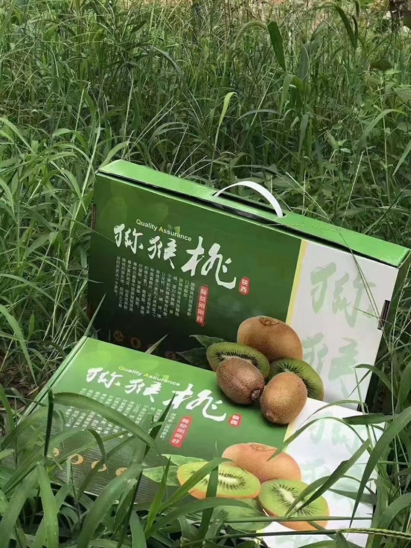 太白山脚下泉水灌溉猕猴桃奇异果