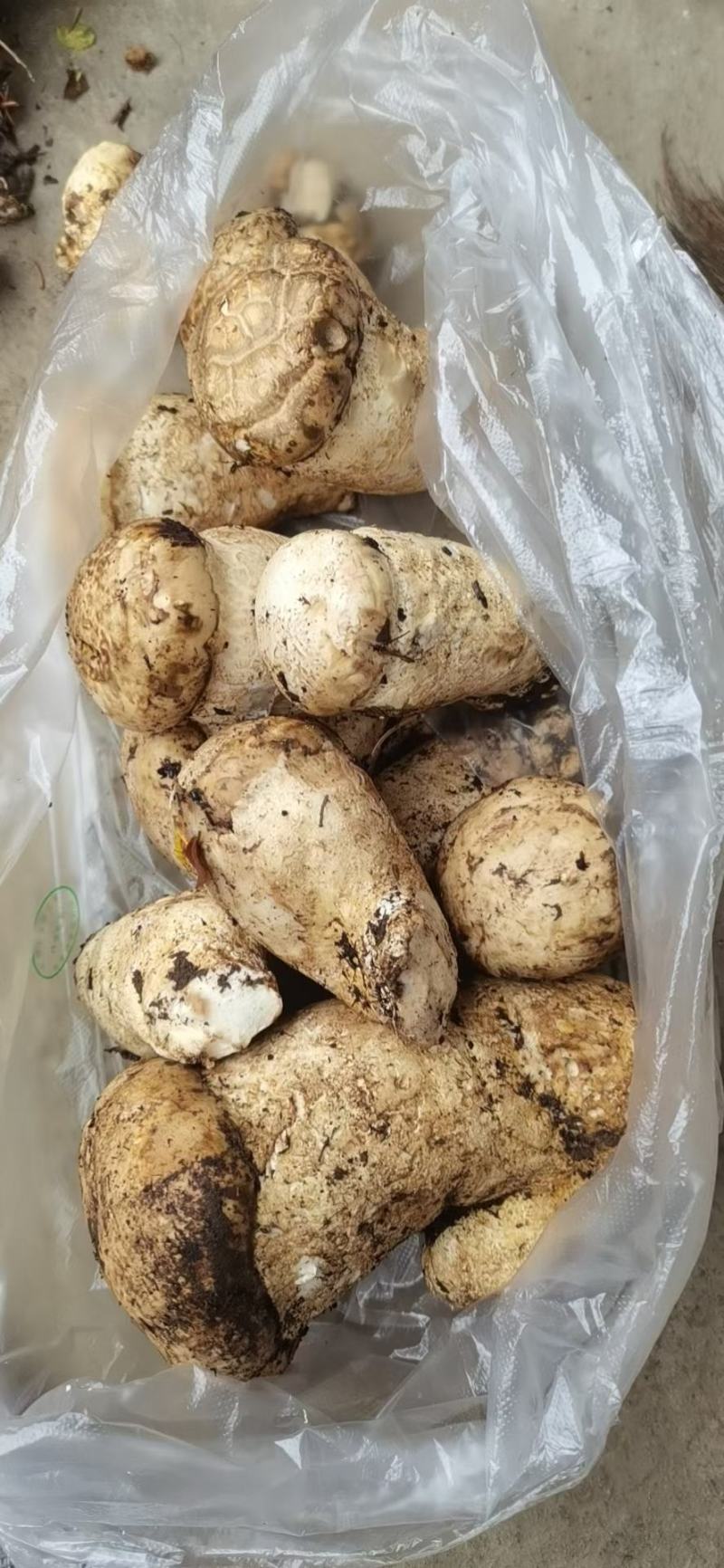 新鲜野生杉木松茸(全国包邮)
