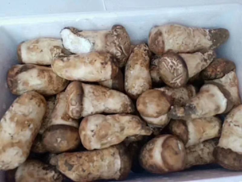 新鲜野生杉木松茸(全国包邮)