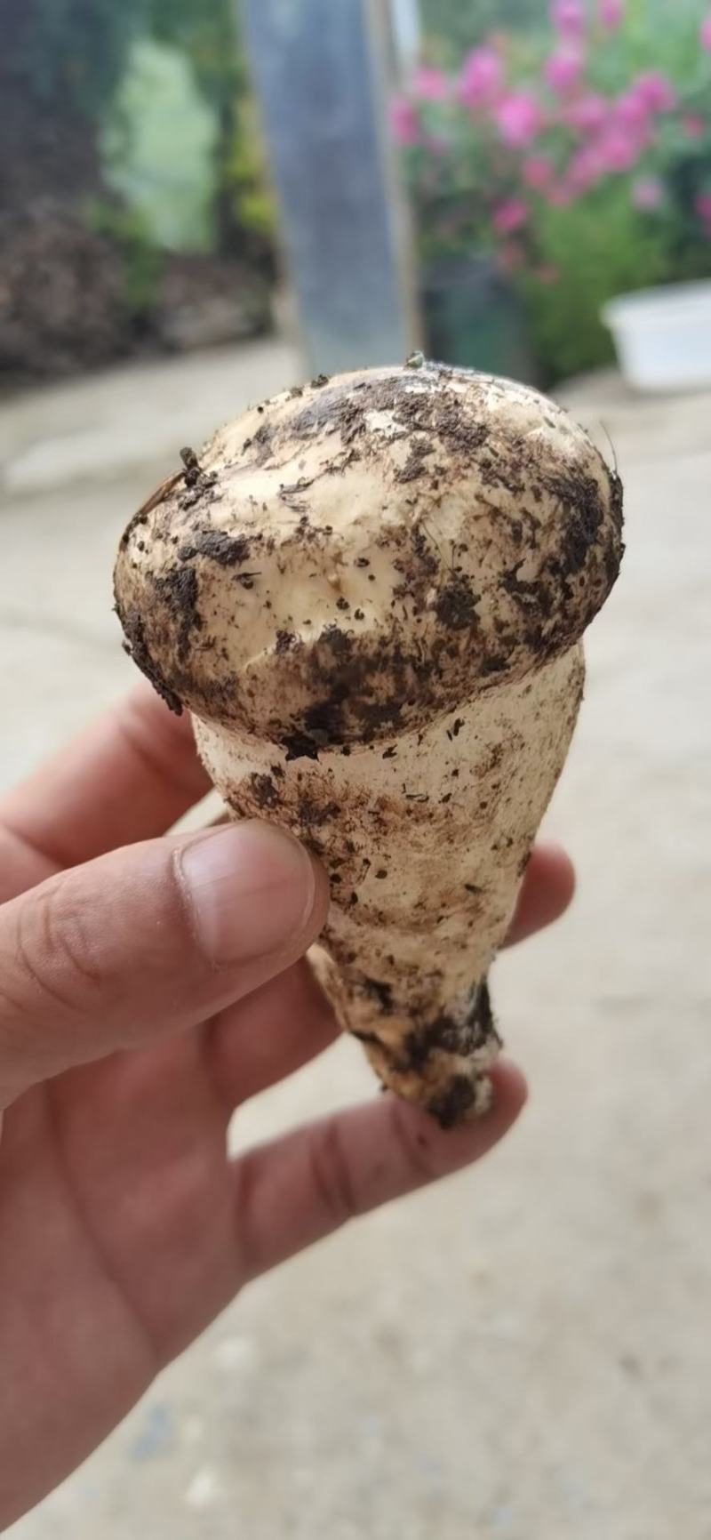 新鲜野生杉木松茸(全国包邮)