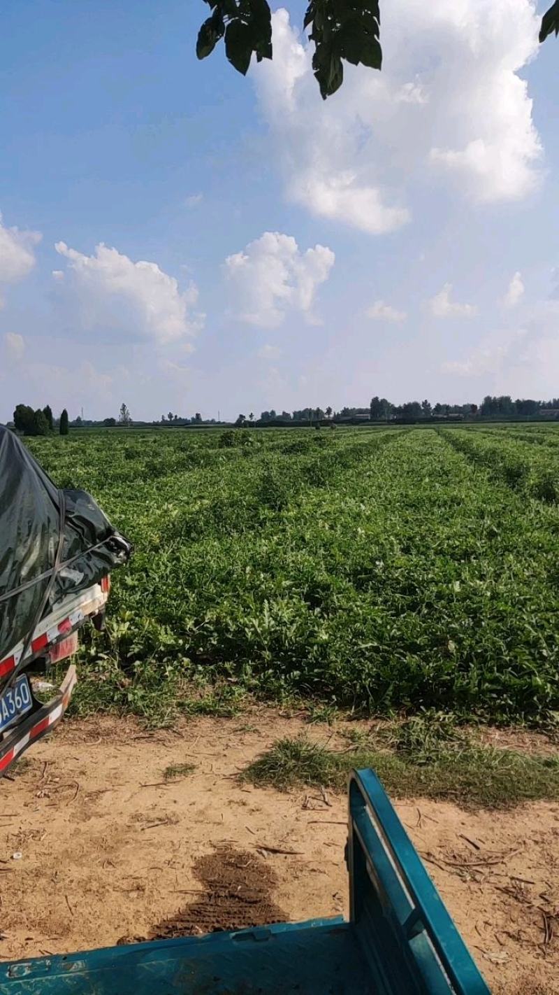 西瓜产地直发营养多汁