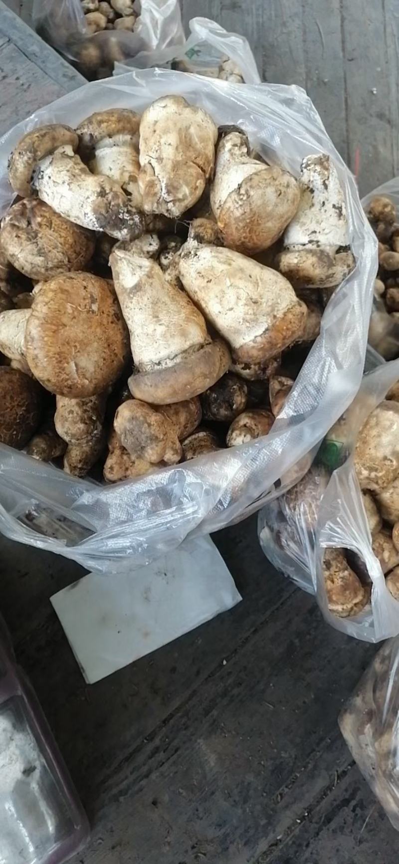 新鲜野生杉木松茸(全国包邮)