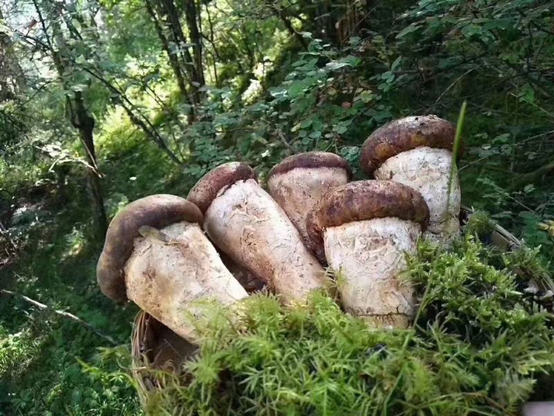 新鲜野生杉木松茸(全国包邮)