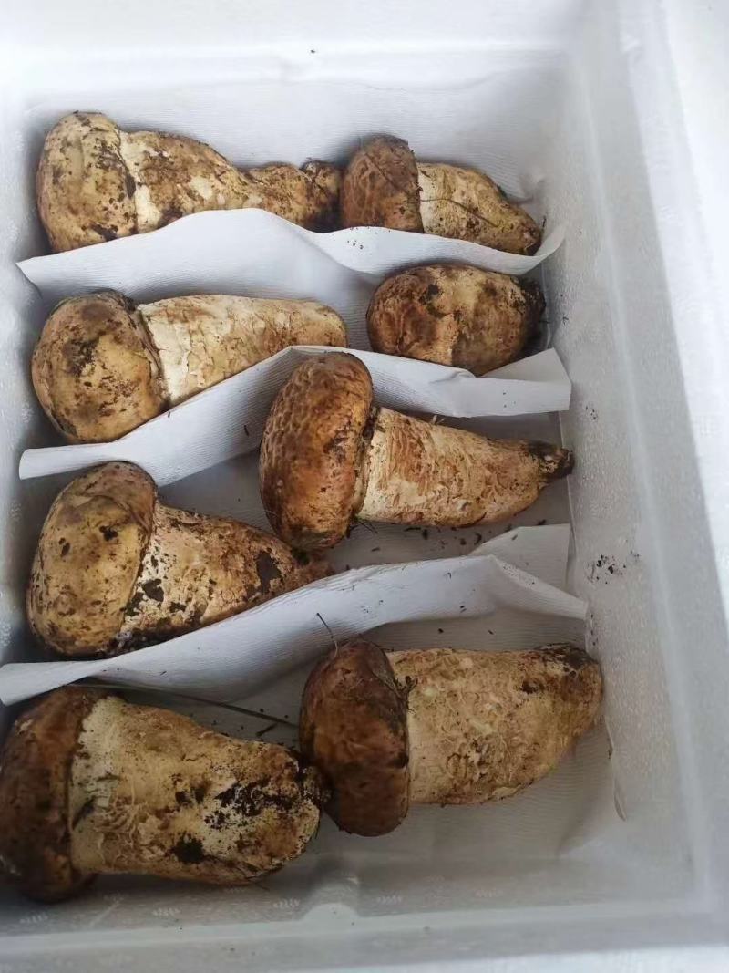 新鲜野生杉木松茸(全国包邮)