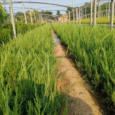 小龙柏