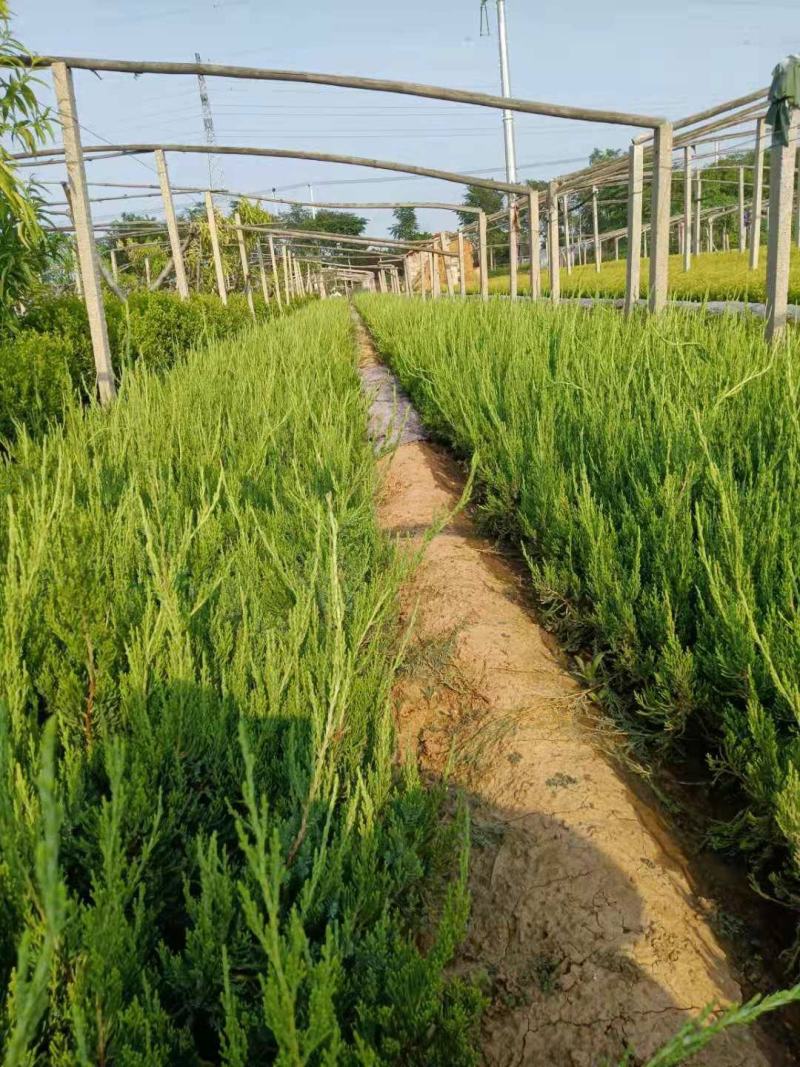 小龙柏