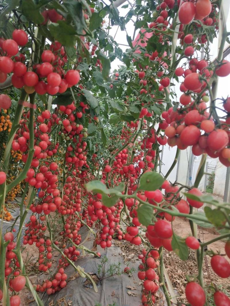 本地产粉贝贝圣女果大量上市，圣女果粉贝贝，粉圣大量上市中