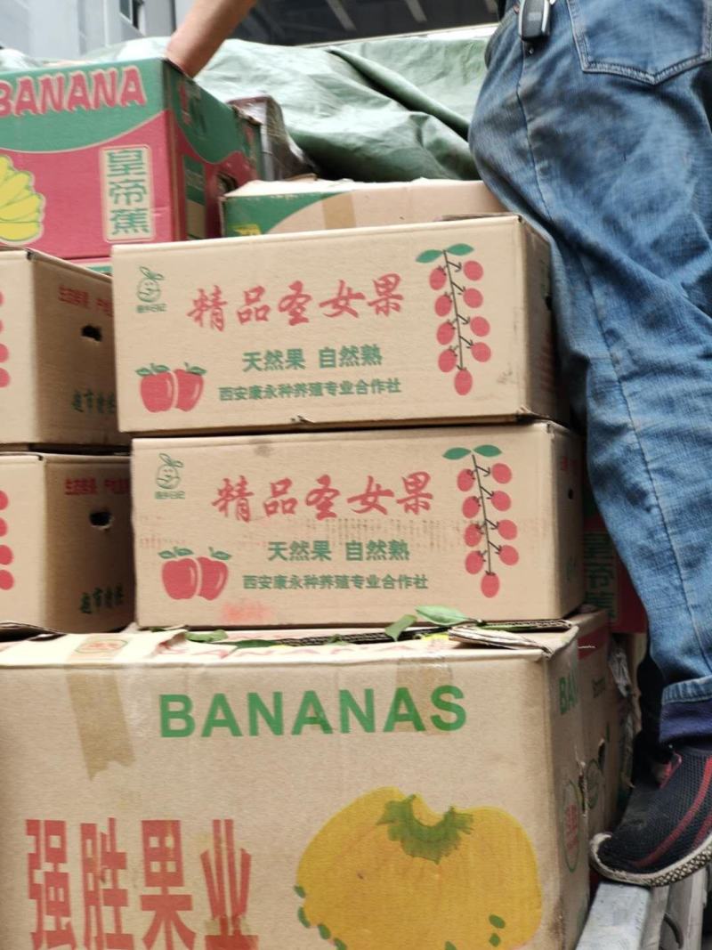本地产粉贝贝圣女果大量上市，圣女果粉贝贝，粉圣大量上市中