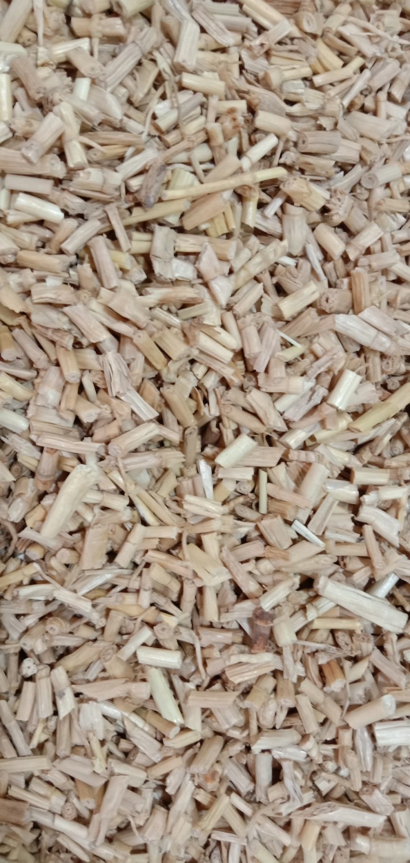 茅根，中药材白茅根，
