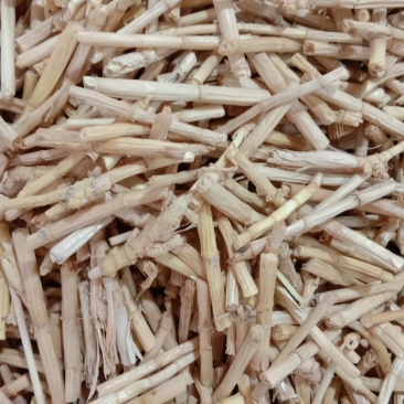 茅根，中药材白茅根，