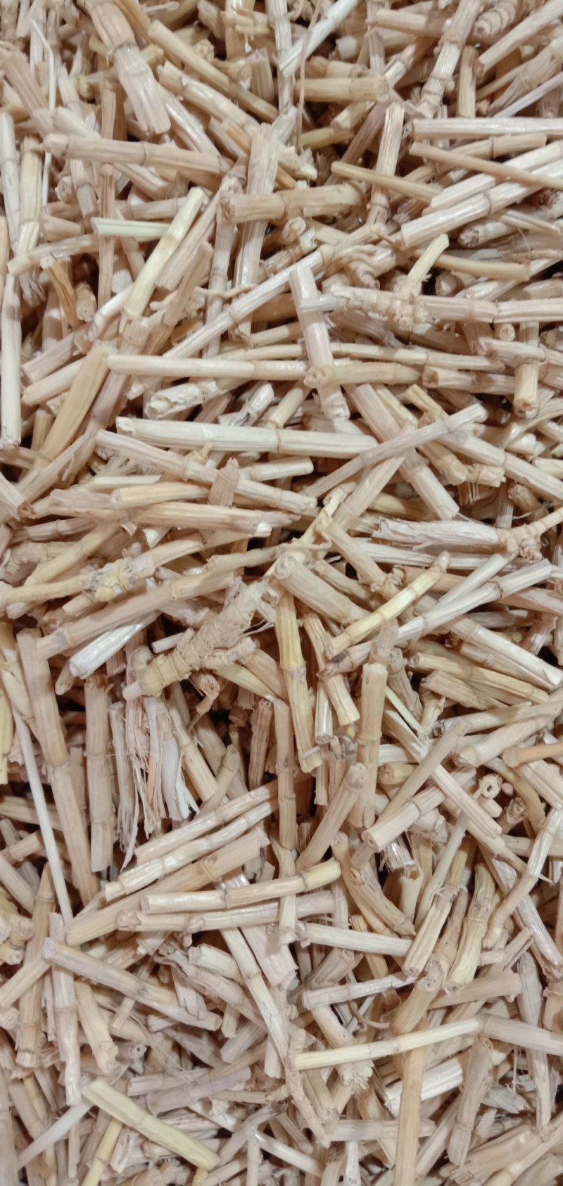 茅根，中药材白茅根，