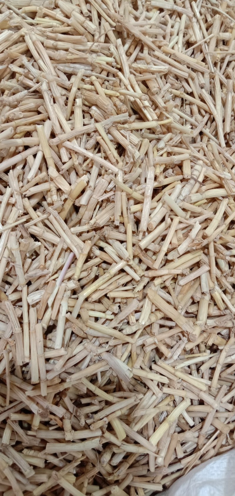 茅根，中药材白茅根，