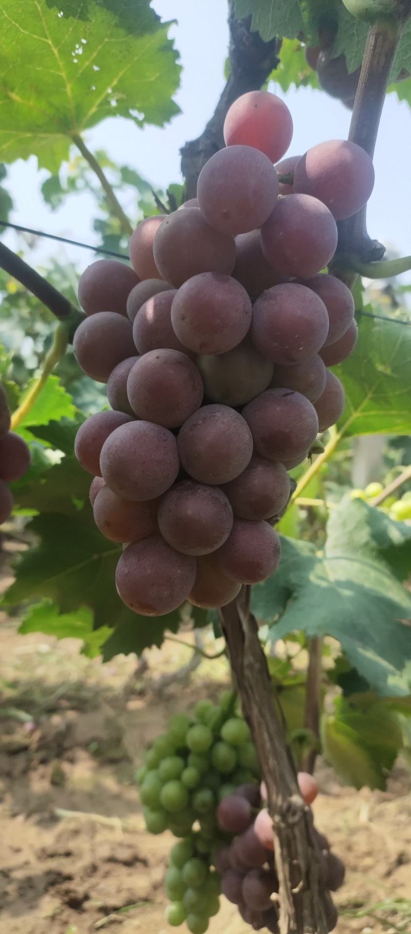 巨峰葡萄
