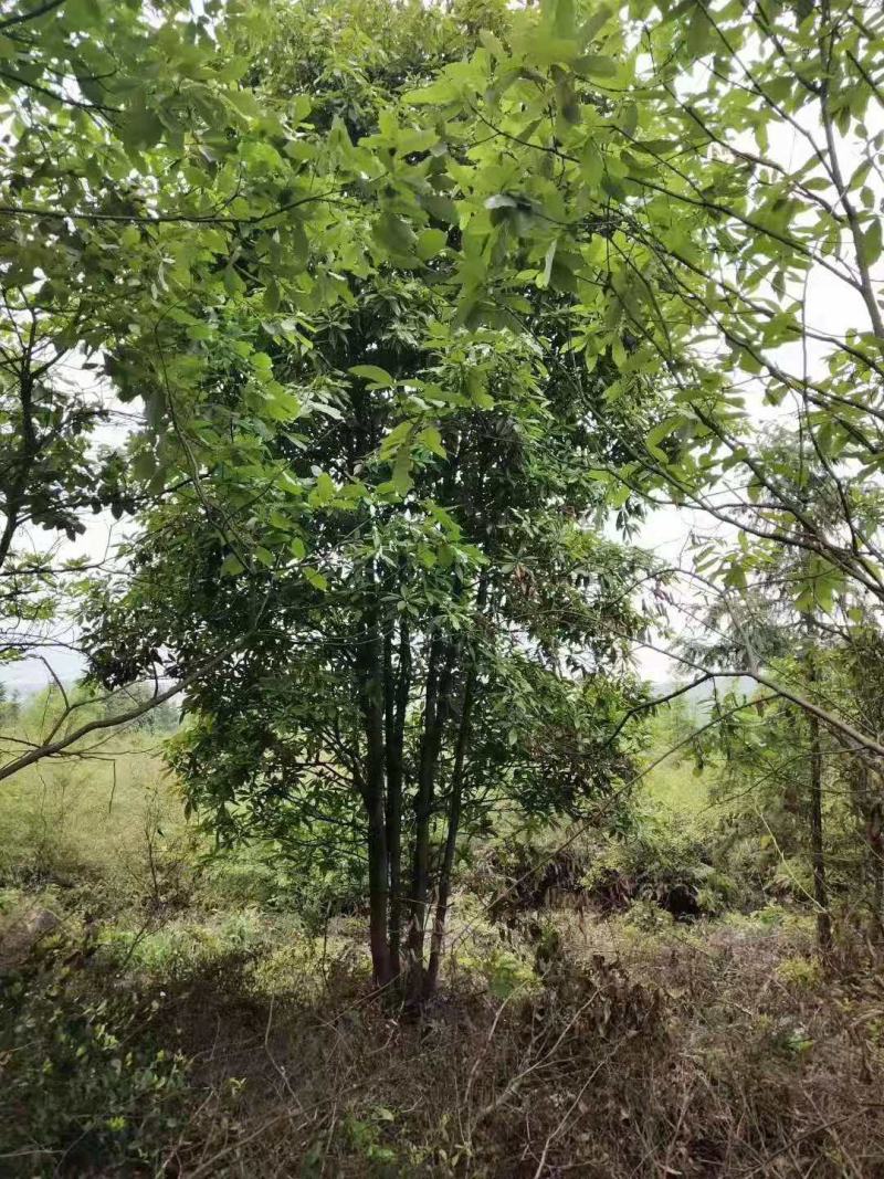 榔榆桩/绿化苗木/乔灌木/榆树/榆树树苗/绿化林木