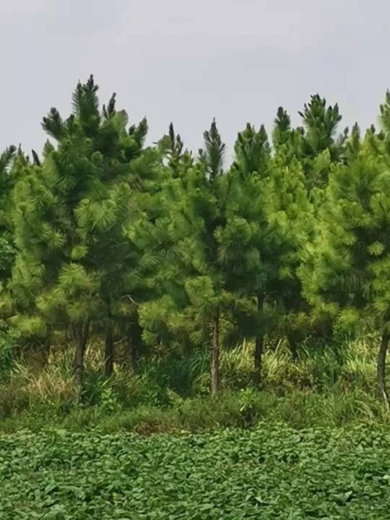 榔榆桩/绿化苗木/乔灌木/榆树/榆树树苗/绿化林木