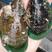 青口，青口螺，贻贝，新西兰翡翠贻贝，蓝口贝，