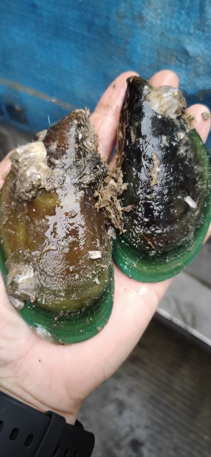 青口，青口螺，贻贝，新西兰翡翠贻贝，蓝口贝，