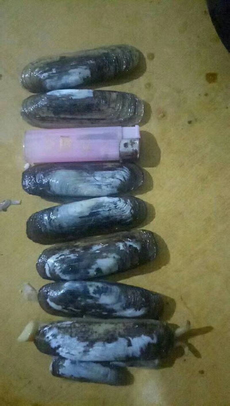 蛏子，海蛏，指甲螺，圣子螺，天然海螺，大指甲螺