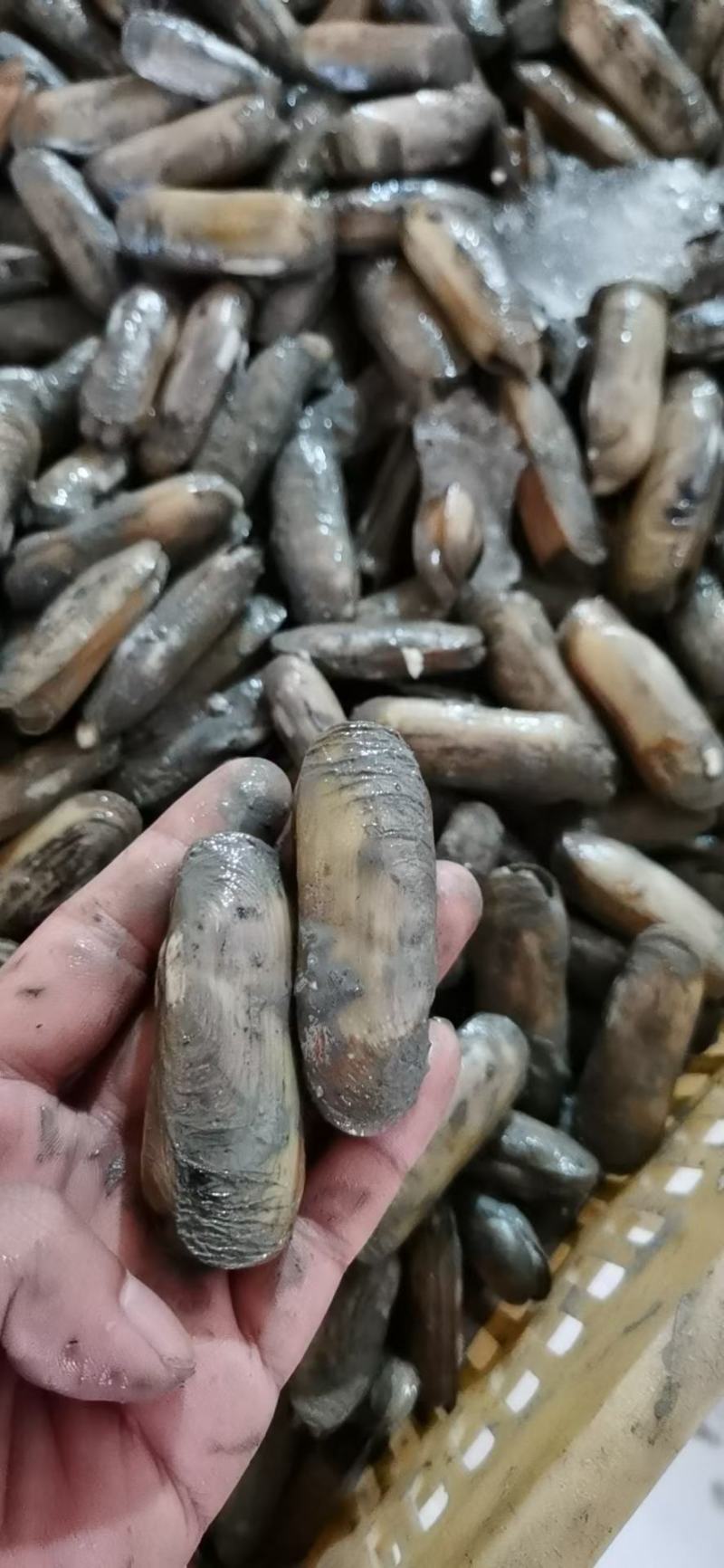 蛏子，海蛏，指甲螺，圣子螺，天然海螺，大指甲螺