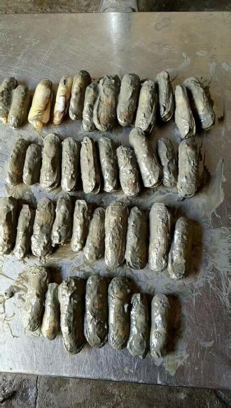 蛏子，海蛏，指甲螺，圣子螺，天然海螺，大指甲螺