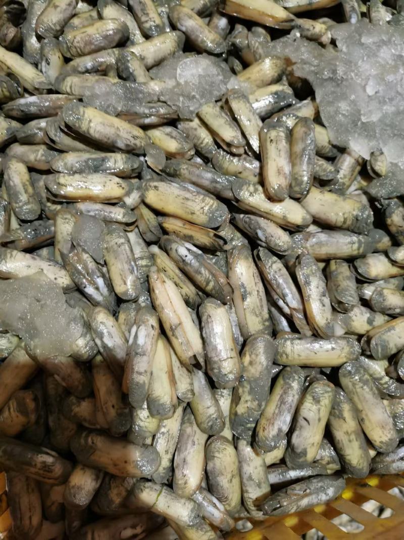 蛏子，海蛏，指甲螺，圣子螺，天然海螺，大指甲螺