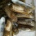 蛏子，海蛏，指甲螺，圣子螺，天然海螺，大指甲螺