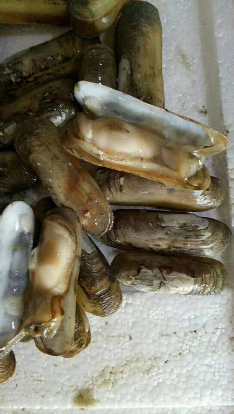 蛏子，海蛏，指甲螺，圣子螺，天然海螺，大指甲螺