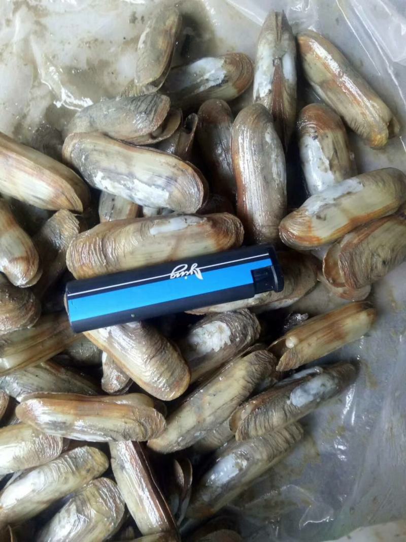 蛏子，海蛏，指甲螺，圣子螺，天然海螺，大指甲螺