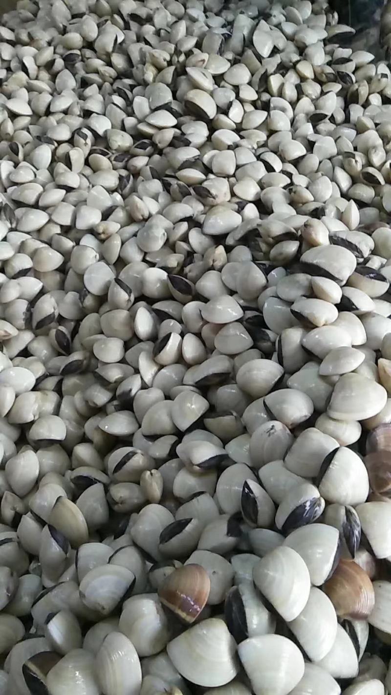 白贝，白螺，海螺海白螺，卜卜贝货源供应，
