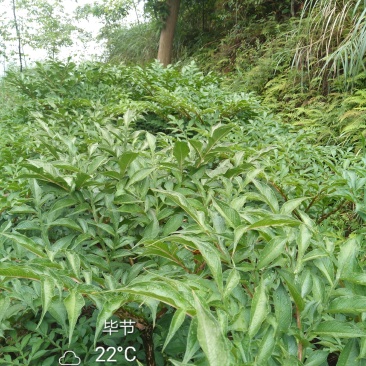 本地黑杆花魔魔芋，适应本地环境的，才是对的