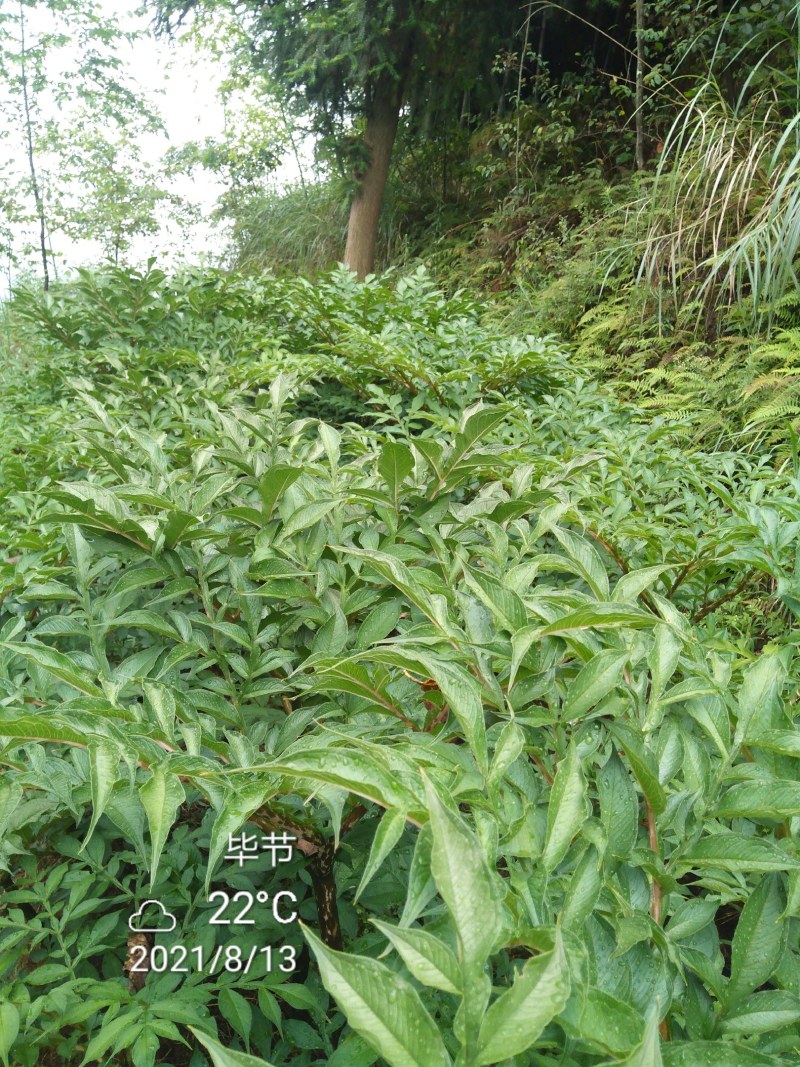 本地黑杆花魔魔芋，适应本地环境的，才是对的