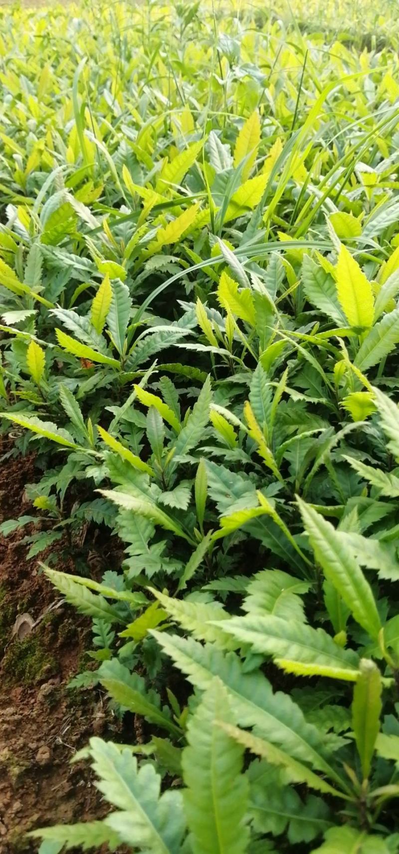 杨梅苗，杨梅小苗，杨梅实生苗，苗圃供应，可视频看苗起苗。