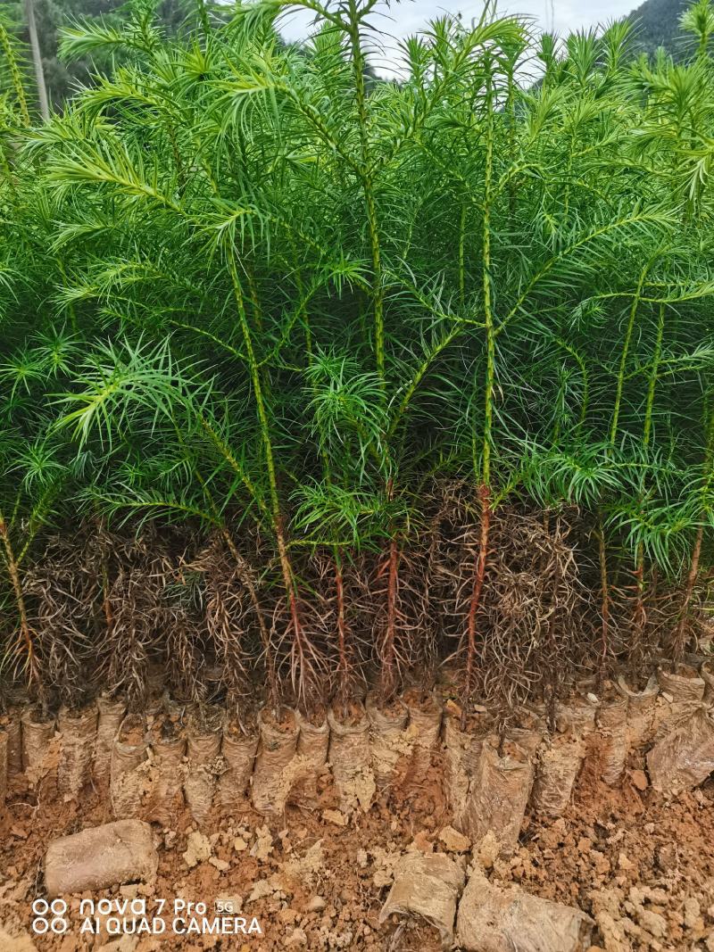 出售优质速生杉树苗，杯苗地苗都有，质量保证
