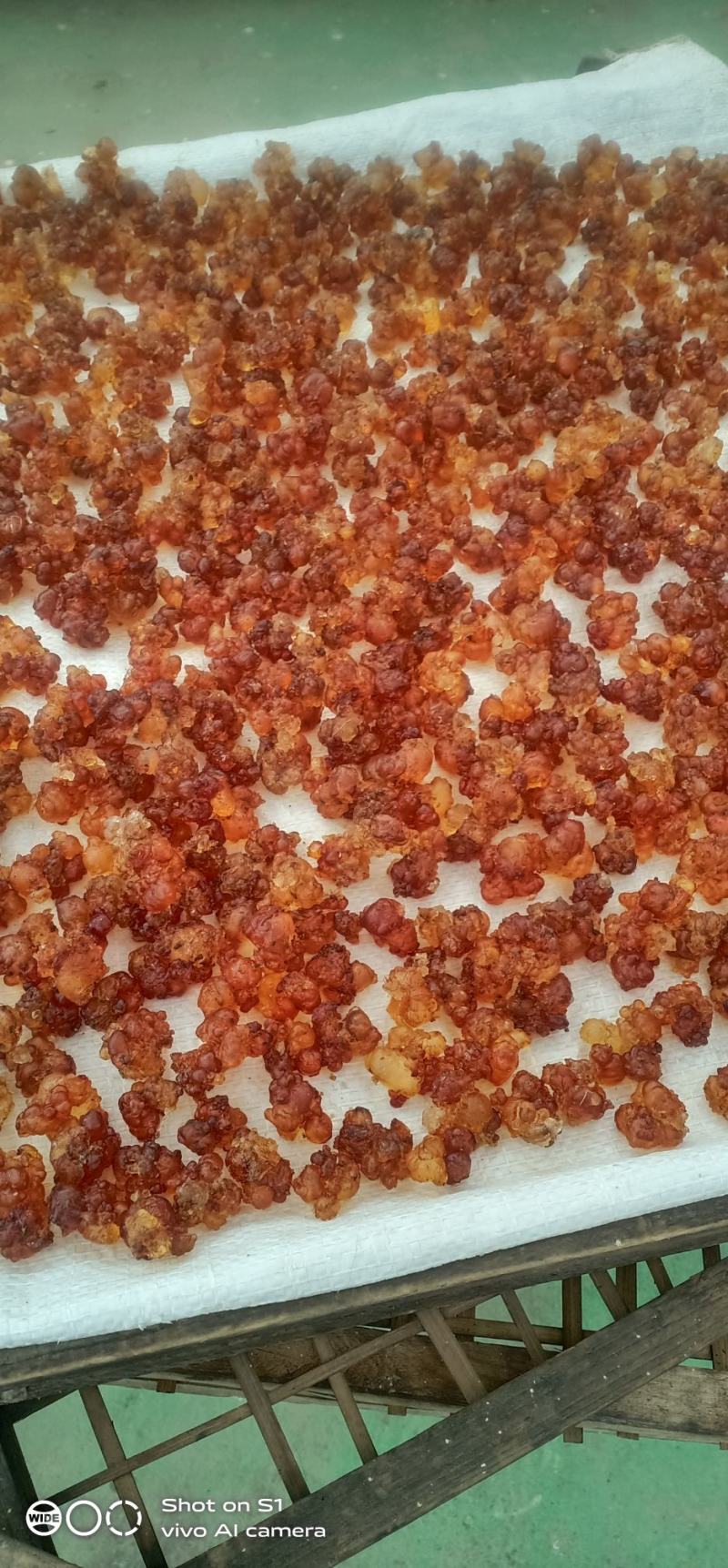 【优质】桃树原胶，果园自采，自然晒干品质保证欢迎咨询