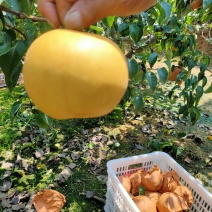 风水梨，大量上市囗感好甜度高。
